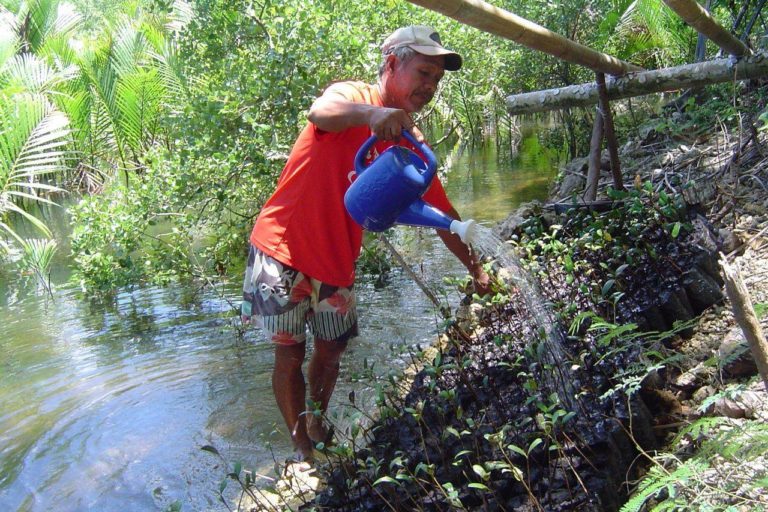 A man waters mangrove plants