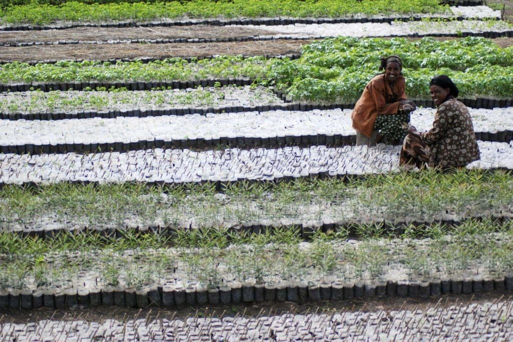 Two women growing plants in a field