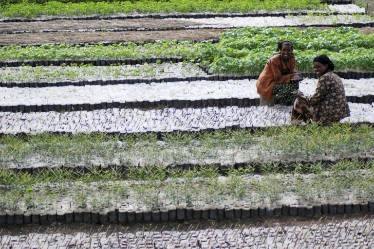 Two women growing plants in a field