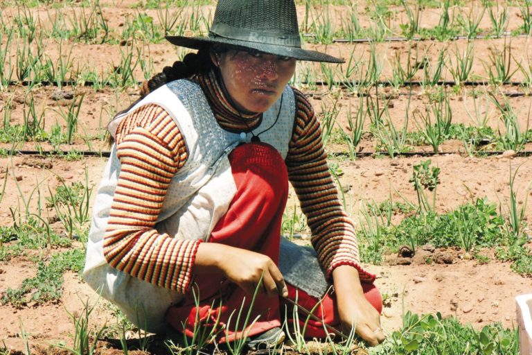A woman working in the field