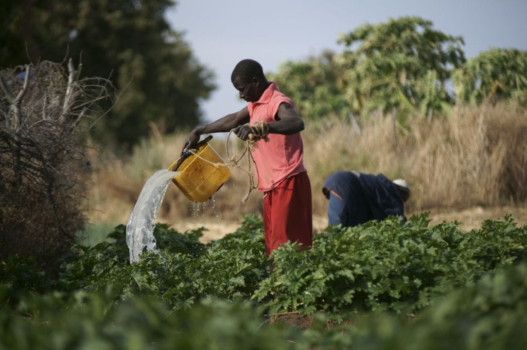 A man irrigates a field