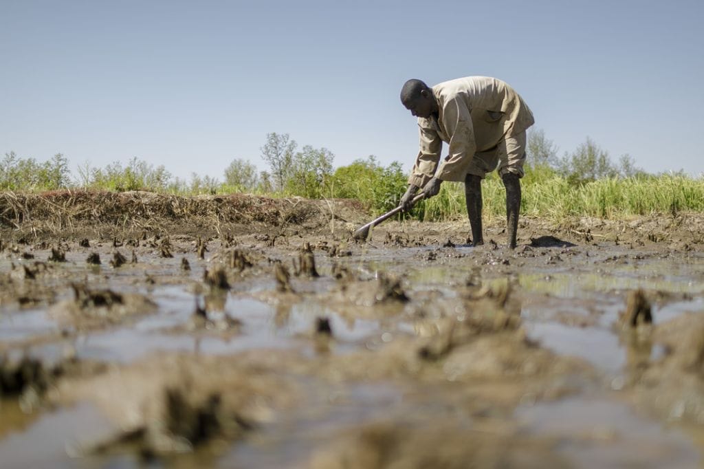 Worker in a flooded field