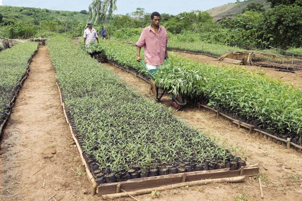 Workers in a tree nursery