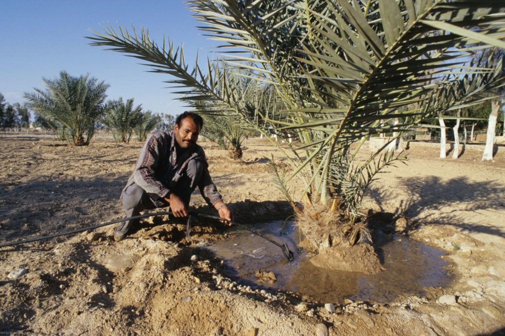 A man watering a palm tree