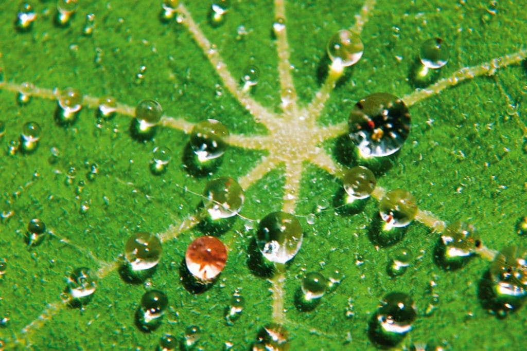 Water drops on a green leaf