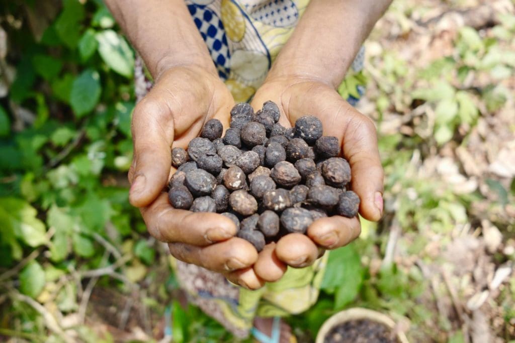 Hands with harvest products