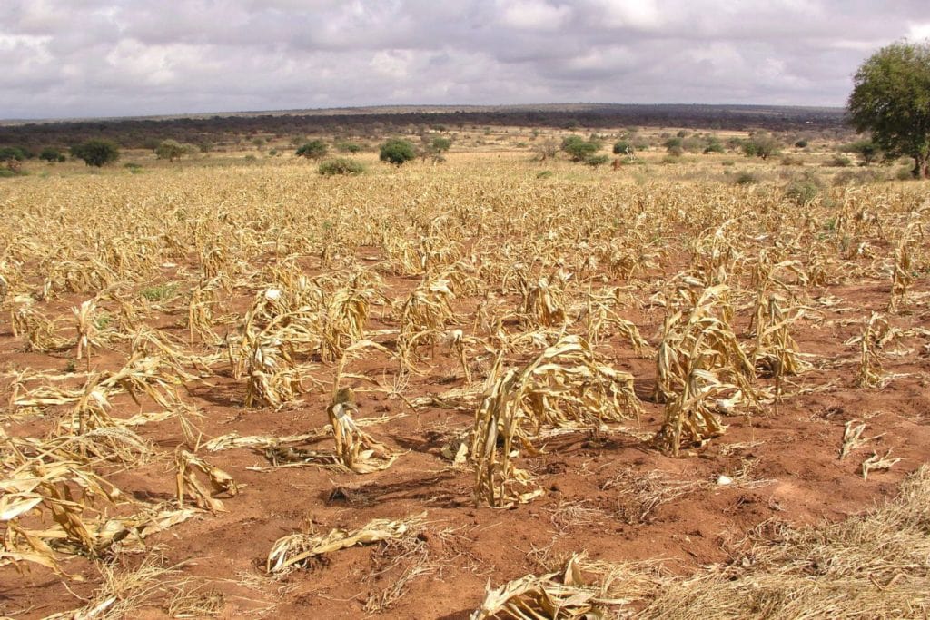 A withered field