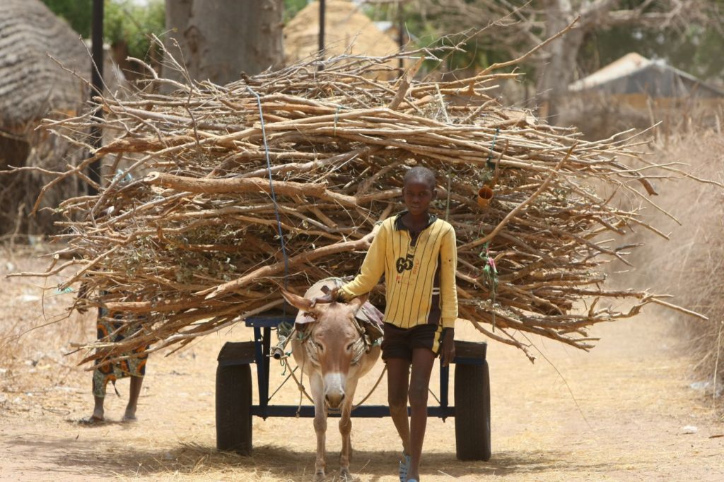 A child transports wood on a cart