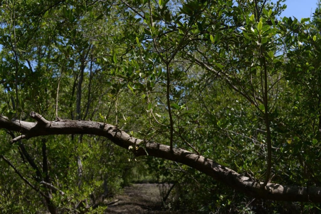 A mangrove tree