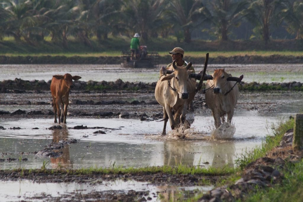 A man and cattle in a flooded field