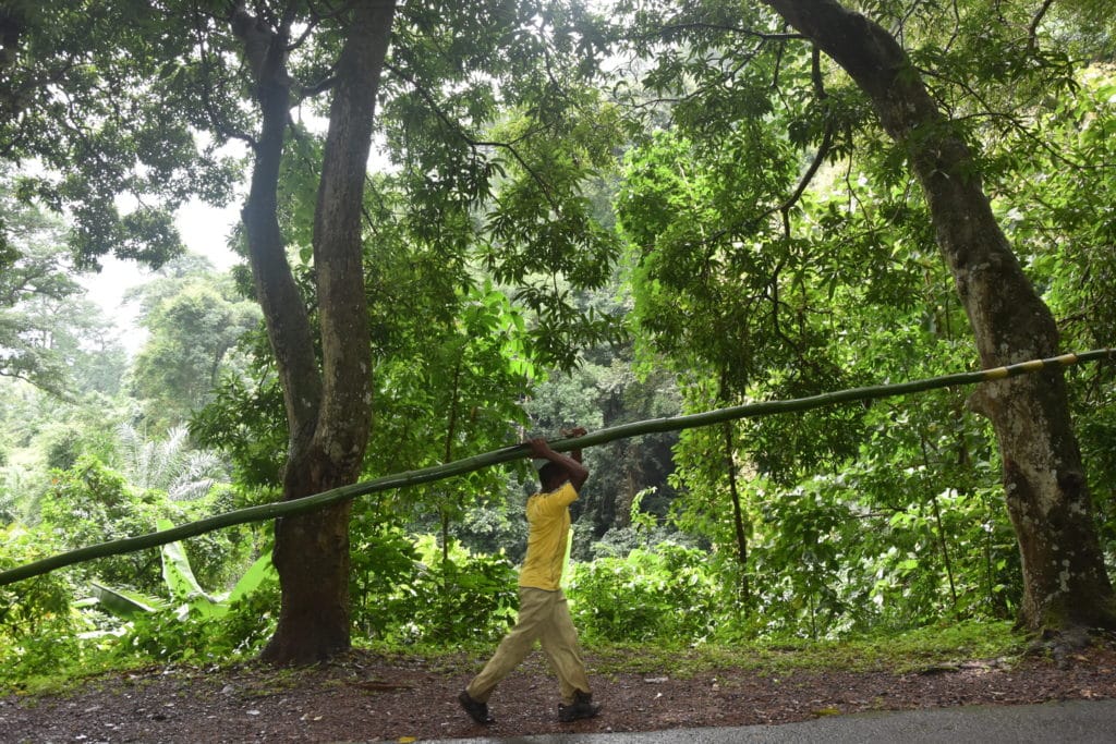 A man with a bamboo tree in the forest