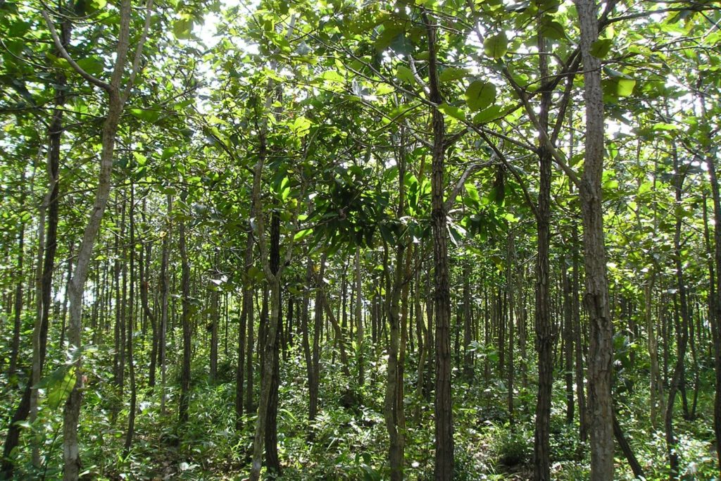 A reforested forest