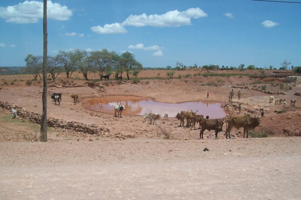 A watering hole with cattle