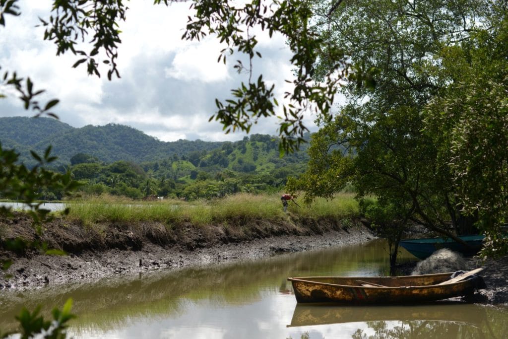 A boat in front of mangroves