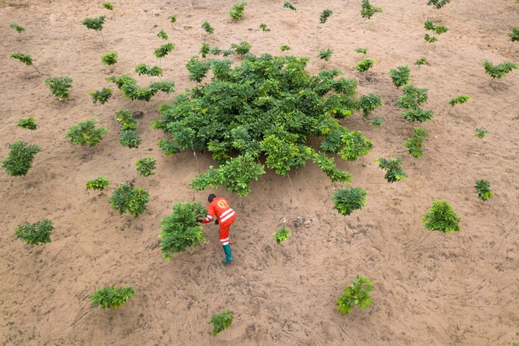 © Axel Fassio/CIFOR