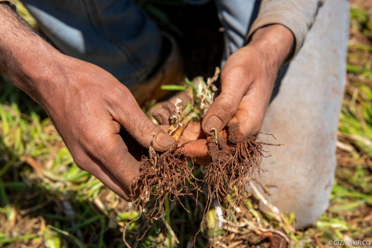 Close-up of a farmer's hands holding plant roots with soil, examining them in a field.