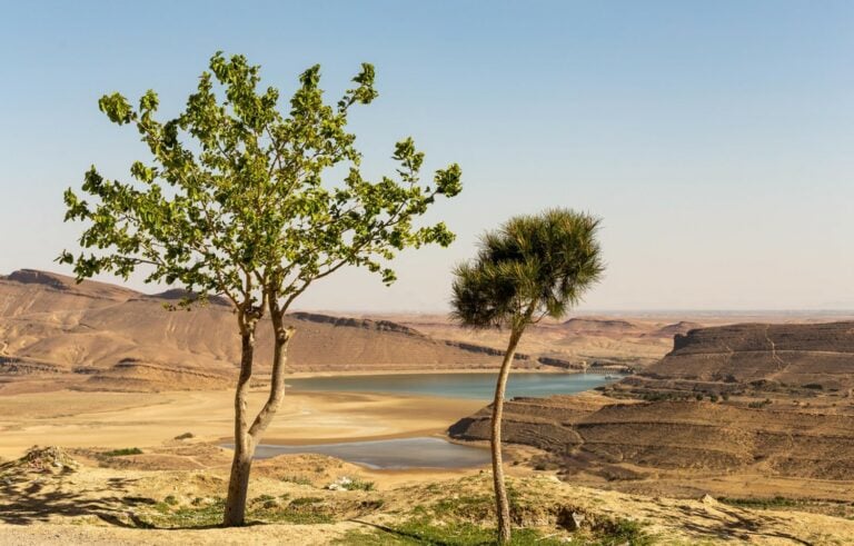 Two green trees at the shore of a lake in a desert.